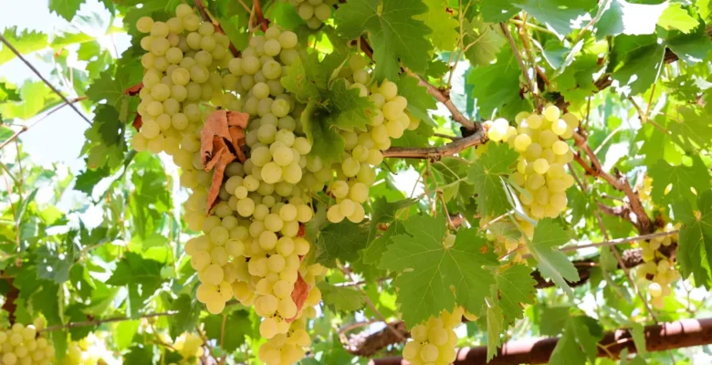 Antalya’da pekmez üretimine teknolojik dokunuş