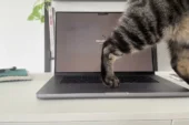 Kedi Sahibi Mac Kullanıcılarına İlaç Gibi Uygulama