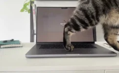 Kedi Sahibi Mac Kullanıcılarına İlaç Gibi Uygulama