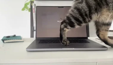 Kedi Sahibi Mac Kullanıcılarına İlaç Gibi Uygulama
