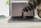 Kedi Sahibi Mac Kullanıcılarına İlaç Gibi Uygulama