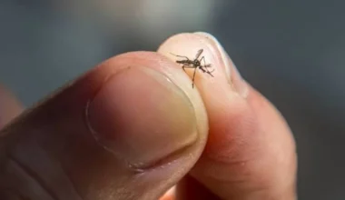 Sivrisineklere Karşı Yeni Teknoloji: Otonom Mikro Dronlar