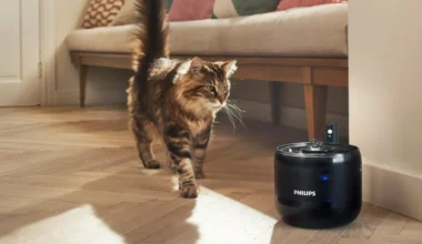Philips Pet Serisi Alışverişleri Engelli Hayvanlar İçin Desteğe Dönüşüyor